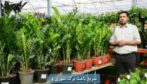 نحوه نگهداری گیاه زاموفیلیا