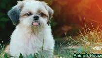 کوچکترین نژاد سگ در جهان