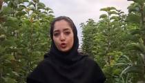 فروش نهال گیلاس دو ساله