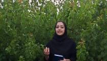 فروش نهال زردآلو