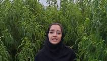 خرید نهال شلیل
