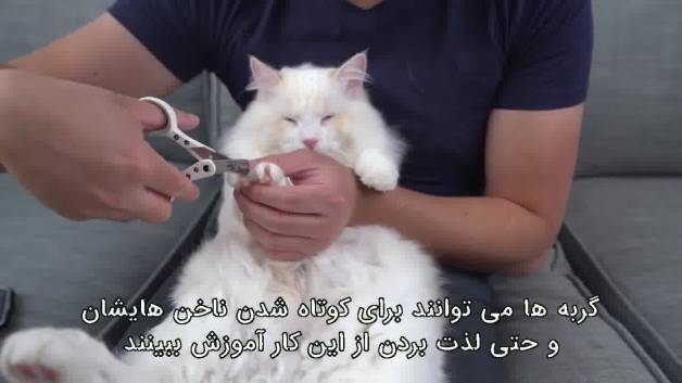 نحوه گرفتن ناخن گربه