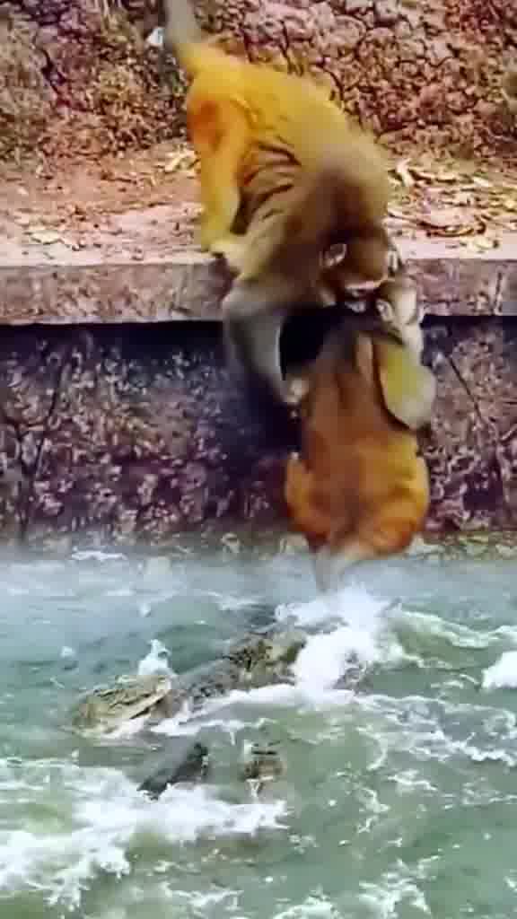 صحنه دیدنی نجات بچه میمون از دست تمساح ها / نجات بچه میمون از دست تمساح ها