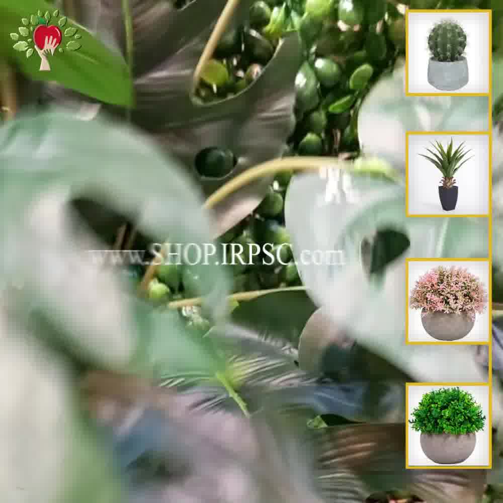 پخش بوته دیوار سبز انجیری سبز رنگ| فروشگاه ملی