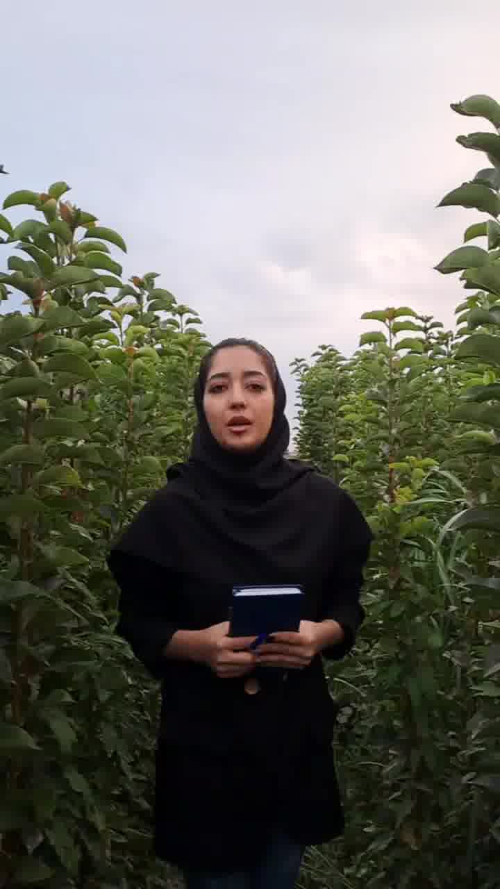 خرید و کاشت نهال گلابی