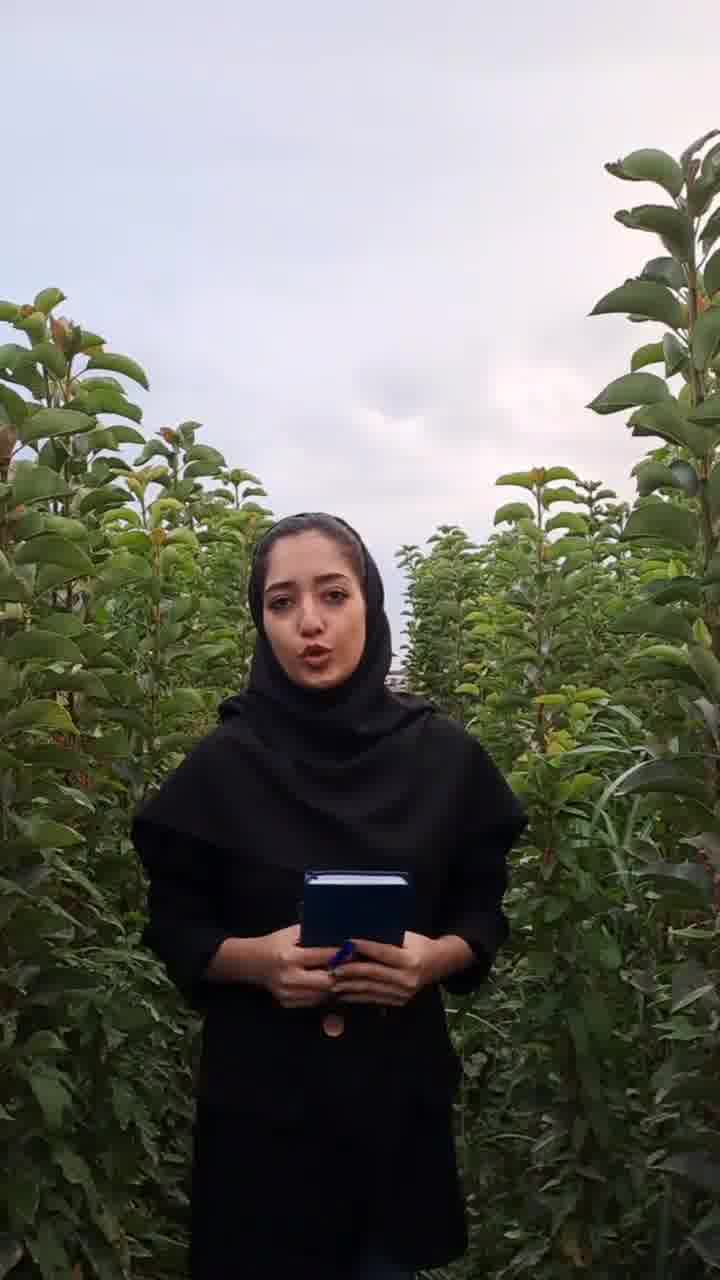فروش نهال گیلاس دو ساله