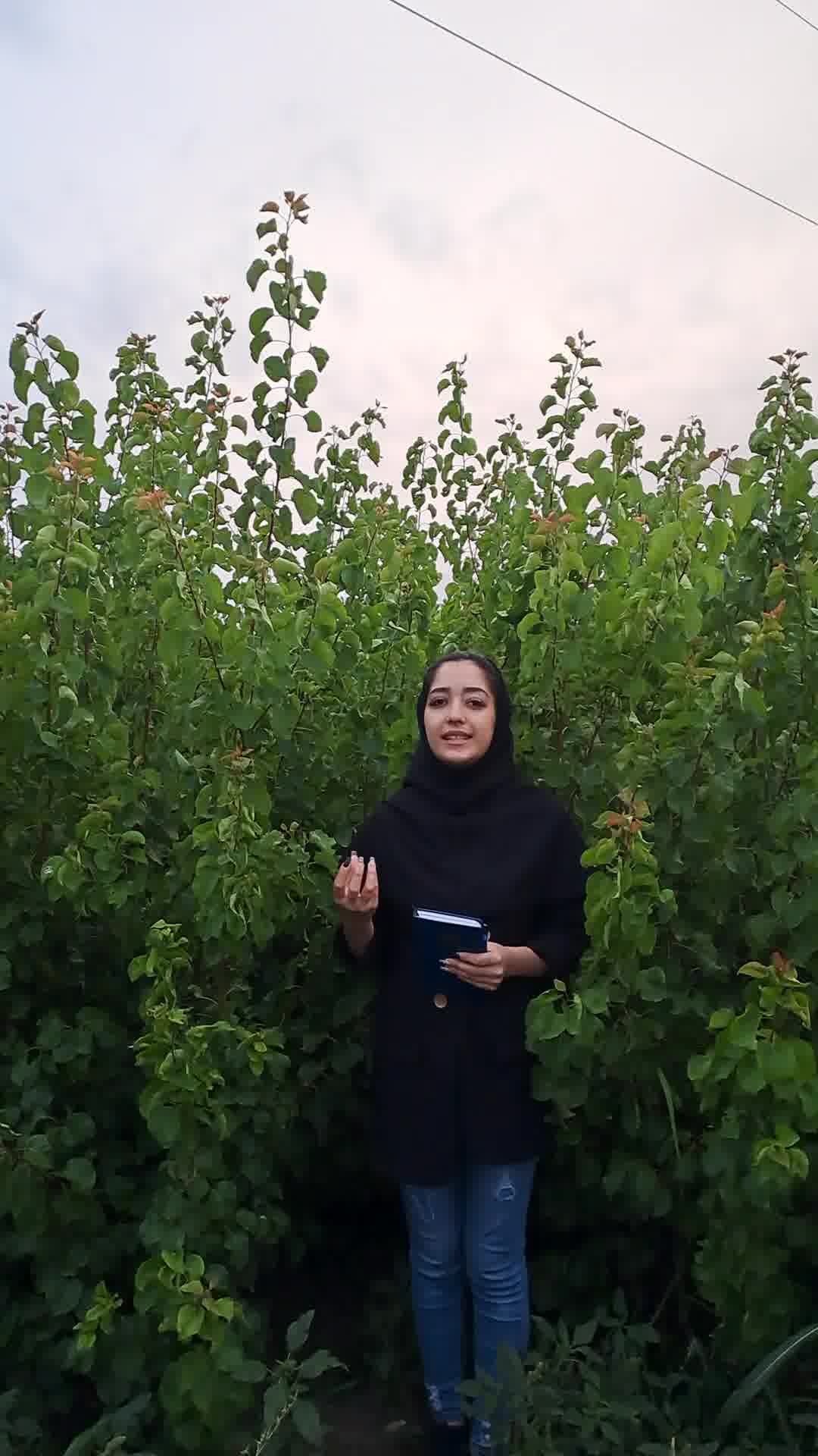 فروش نهال زردآلو