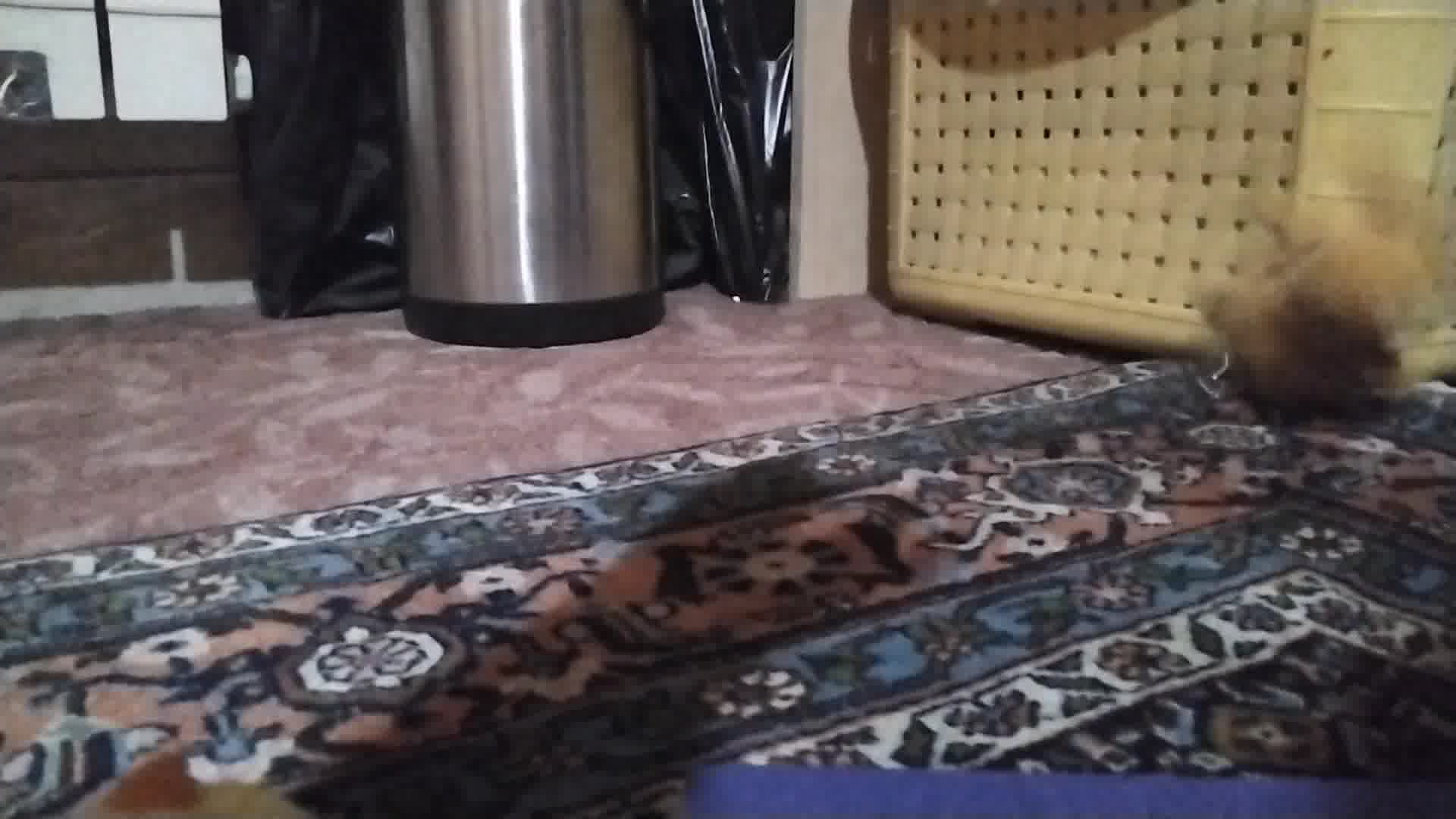 تیلر سریال خرس ها