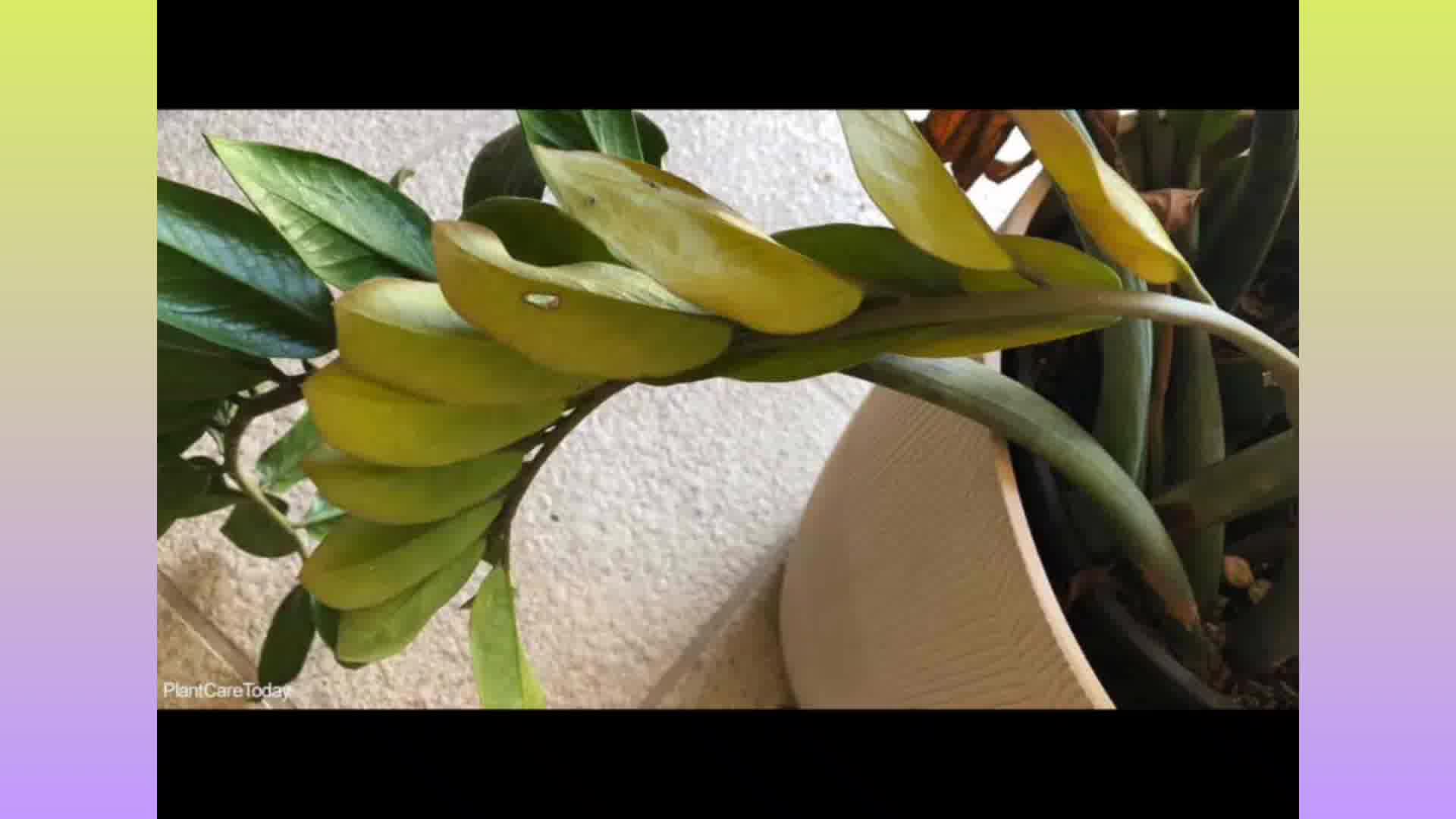 علت زرد شدن برگ زاموفیلیا + آموزش درمان