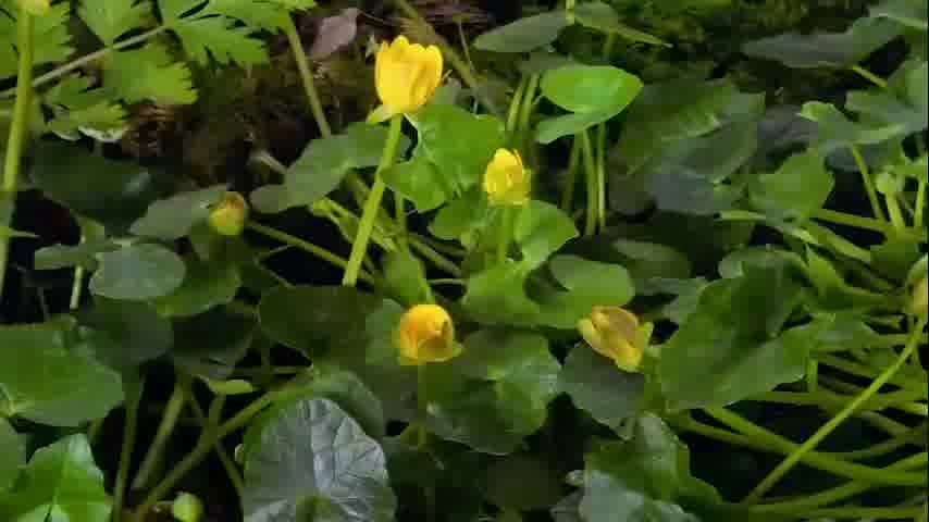 سوره مرسلات - ترجمه صوتی و تصویری ۱۱۴ سوره قرآن مهر