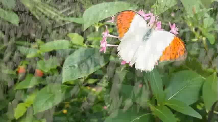 سوره تحریم - ترجمه صوتی و تصویری ۱۱۴ سوره قرآن مهر