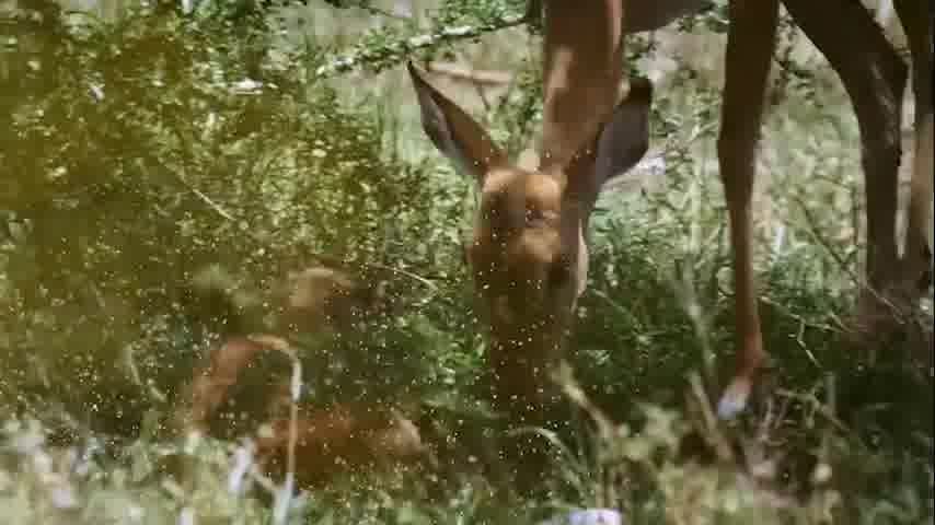 سوره تغابن - ترجمه صوتی و تصویری ۱۱۴ سوره قرآن مهر