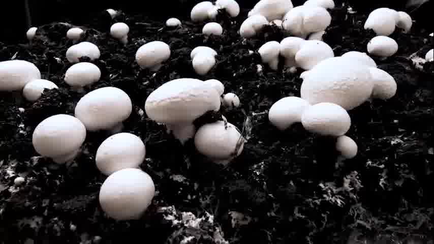 سوره سجده - ترجمه صوتی و تصویری ۱۱۴ سوره قرآن مهر