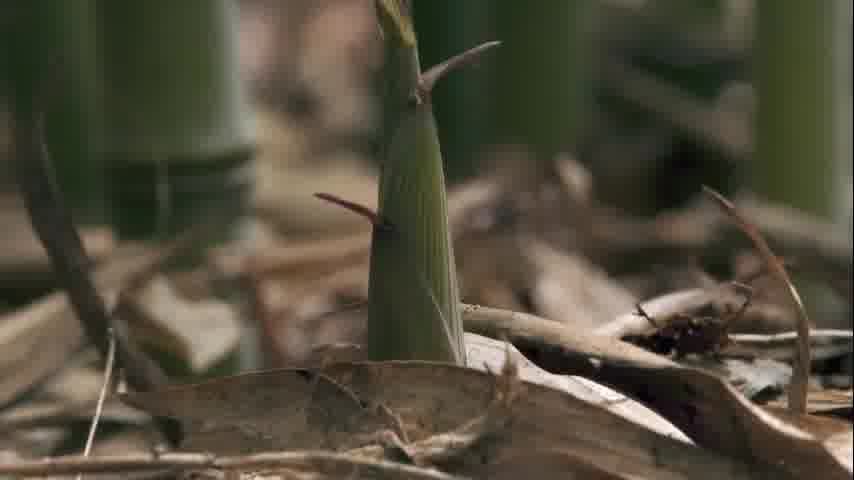 سوره نمل - ترجمه صوتی و تصویری ۱۱۴ سوره قرآن مهر