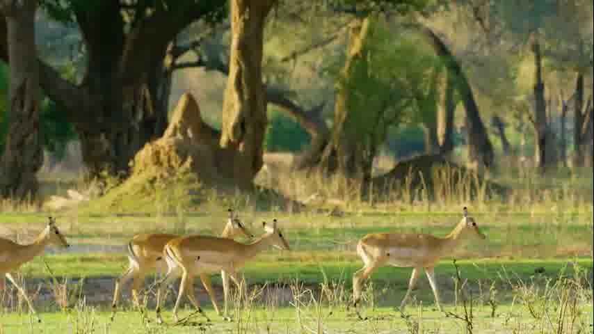 سوره مومنون - ترجمه صوتی و تصویری ۱۱۴ سوره قرآن مهر