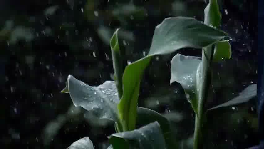 سوره مائده - ترجمه صوتی و تصویری ۱۱۴ سوره قرآن مهر